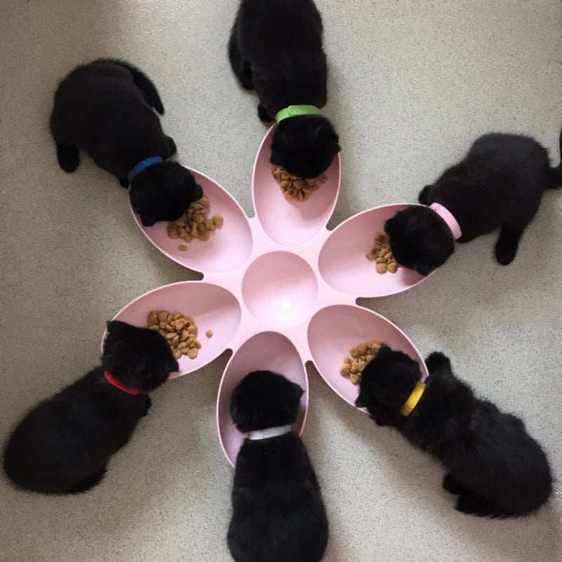 6 In 1 Pet Bowls Food